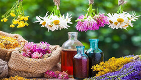 هدفگذاری کشت ۱۱ هزار و ۵۰۰ هکتار گیاهان دارویی در همدان