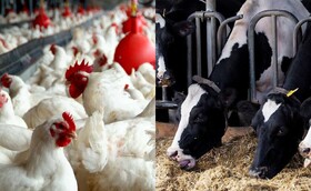 کارآمدسازی یارانه‌های بخش کشاورزی با شارژکیف پول الکترونیکی دامداران و مرغداران