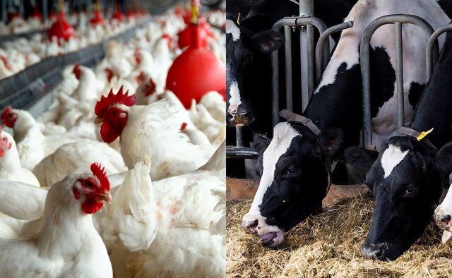 کارآمدسازی یارانه‌های بخش کشاورزی با شارژکیف پول الکترونیکی دامداران و مرغداران