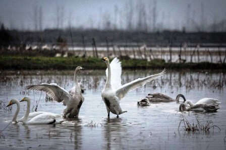 تالاب شیرین‌سو پتانسیل ایجاد سایت پرنده نگری دارد