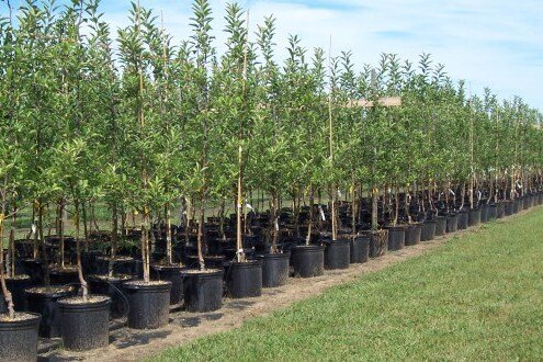 پیش‌بینی توزیع ۷۰ هزار نهال رایگان در رزن و درگزین