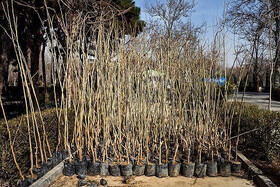 پیش‌بینی توزیع ۶۰۰ هزار اصله نهال رایگان در همدان