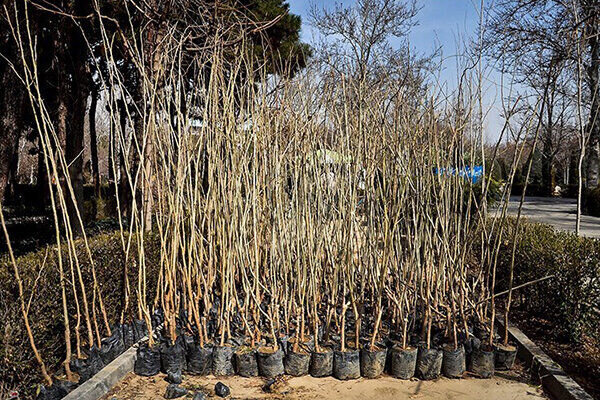 پیش‌بینی توزیع ۶۰۰ هزار اصله نهال رایگان در همدان