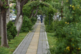 سرانه فضای سبز ملایر ۲۲ مترمربع است