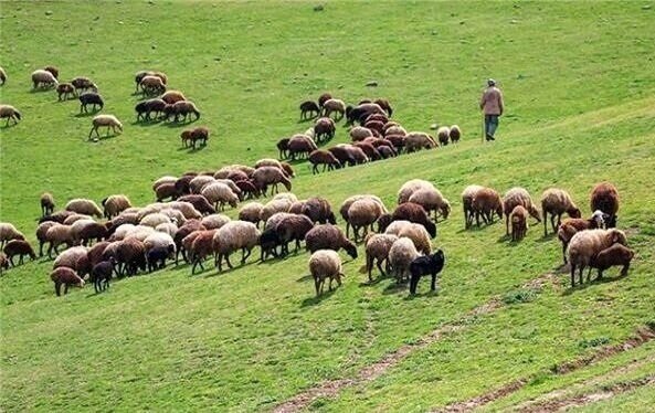 برخورد با چرای زودهنگام دام در مراتع نهاوند