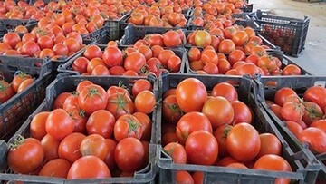 رئیس اتحادیه میوه و تره‌بار همدان: قیمت گوجه‌فرنگی به‌زودی کاهش می‌یابد