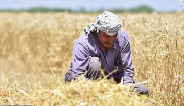 پیش‌بینی تولید ۷۰۰ هزار تن گندم در همدان