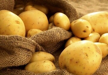 وجود ۱۲۰ هزار تُن سیب‌زمینی در انبارها و سردخانه‌های بهار