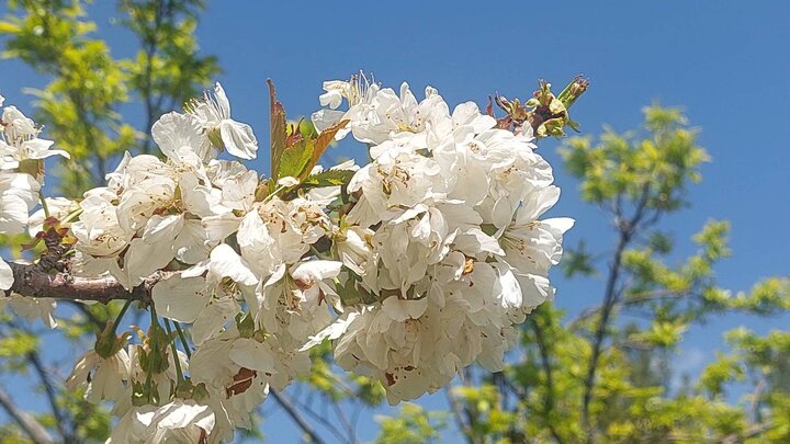 افزایش دو سه درجه‌ای دمای هوای همدان در روزهای آینده
