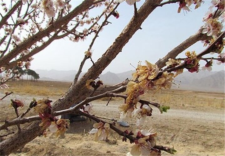 خسارت ۲۸ هزار میلیارد ریالی سرمازدگی بهاره به اراضی کشاورزی همدان