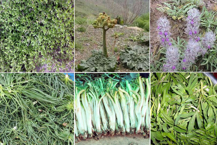 شناسایی بیش از ۳۰۰ گونه‌ گیاهان دارویی صنعتی و خوراکی در مراتع همدان