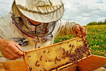 تولید سالیانه  ۳۰۰۰  تُن عسل در همدان