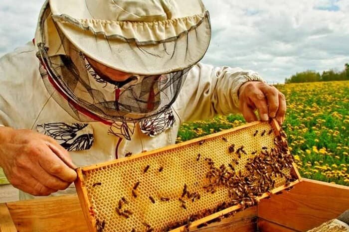 تولید سالیانه  ۳۰۰۰  تُن عسل در همدان