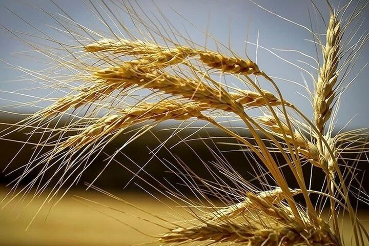 پیش‌بینی تولید  ۷۰۰ هزار تُن گندم در همدان