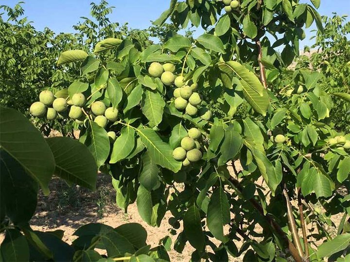 همدان پیشرو در تولید نهال گردوی پیوندی گواهی‌شده در کشور