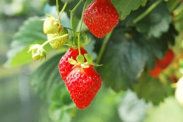 تولید سالیانه ۳۴۳ تُن توت‌فرنگی‌ گلخانه‌ای در همدان