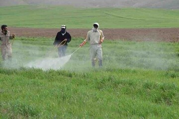 مبارزه با علف‌های هرز  در ۱۰۴ هزار هکتار از مزارع غلات همدان