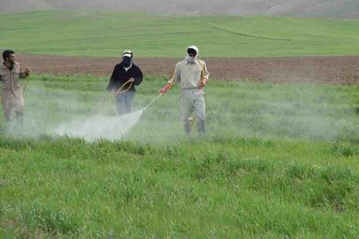 مبارزه با علف‌های هرز  در ۱۰۴ هزار هکتار از مزارع غلات همدان