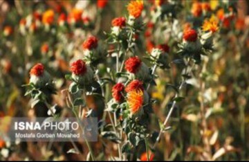 کشت ۹۰ هکتار دانه‌های روغنی کاملینا و گلرنگ در دیمزارهای رزن