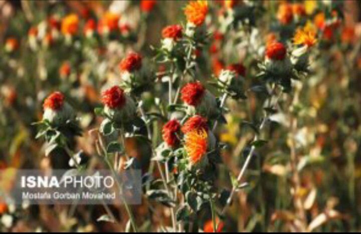 کشت ۹۰ هکتار دانه‌های روغنی کاملینا و گلرنگ در دیمزارهای رزن