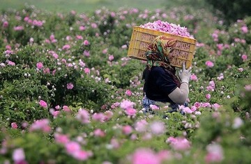 اسدآباد؛ از کشاورزی سنتی تا تولید محصولات با ارزش افزوده بالا