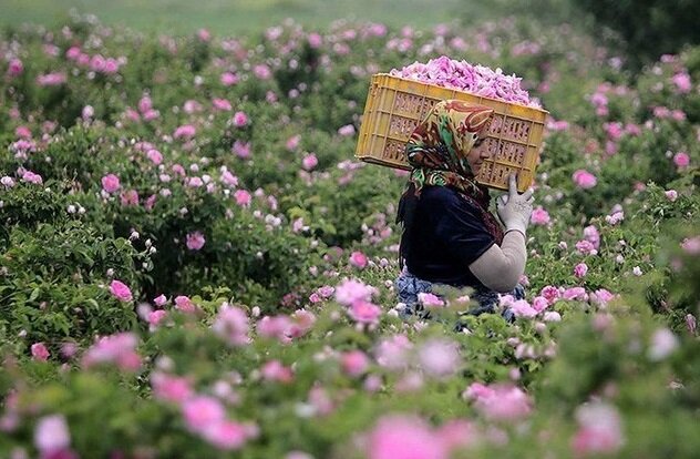 اسدآباد؛ از کشاورزی سنتی تا تولید محصولات با ارزش افزوده بالا