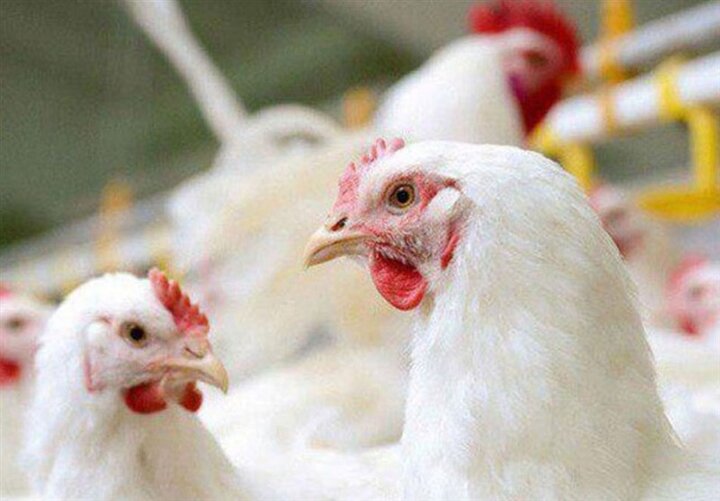 جوجه‌ریزی بیش از ۲۸۶ هزار قطعه‌ای در اسدآباد/ کمبود مرغ نداریم