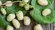 پیش‌بینی برداشت ۱۷۵ تُن توت در تویسرکان