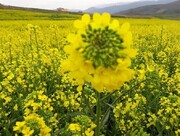 پیش‌بینی برداشت ۲۰۰۰ تُن کلزا از مزارع همدان