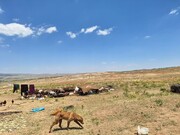رئیس منابع طبیعی: ساماندهی عشایر تهدیدکننده مراتع ملایر ادامه دارد