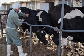 مشاهده کانون‌هایی از بیماری تب سه روزه در ایلام