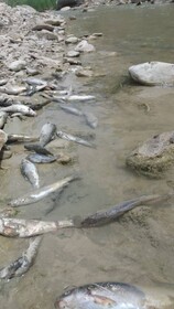 تلف شدن بیش از چند هزار قطعه ماهی و آبزی در رودخانه چوار ایلام