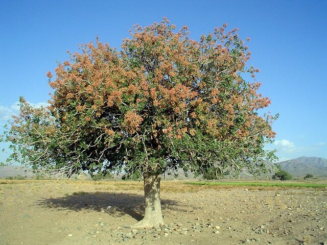 بنه، گرفتار رویگردهای غیرعلمی و سودجویانه