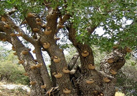 بهره‌برداری غیراصولی، بلای جان درختان بنه