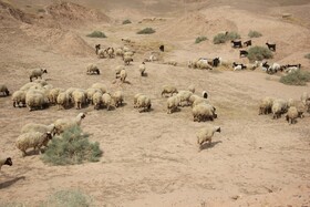 کشف و مهار  ۲۱۱ راس احشام قاچاق در دهلران