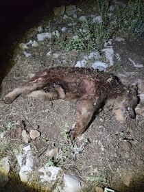 شکار غیرمجاز یک قلاده خرس قهوه‌ای در منطقه مانشت ایلام