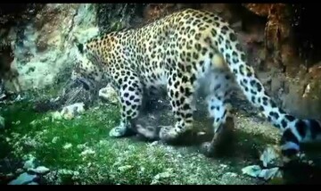 پنجمین پلنگ ایرانی در دهلران شناسایی و ثبت شد