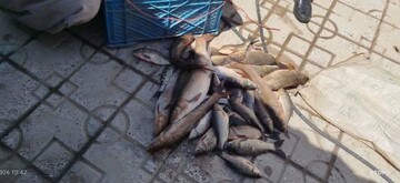 دستگیری دو متخلف و کشف ۲۸ قطعه ماهی باربوس در بدره