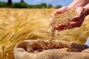 برداشت بیش از ۱۲۰۰ تن گندم در سراوان