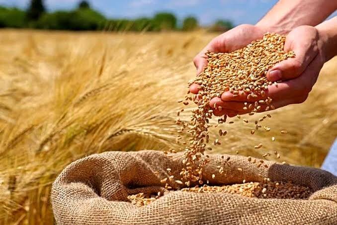 رکوردشکنی گندم‌کاران دهلرانی/ خرید تضمینی از مرز ۱۵۲ هزار تن گذشت