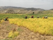 آغاز برداشت عدس از ۴۰۰ هکتار از مزارع ایلام؛ پیش‌بینی تولید ۲۰۰ تن محصول