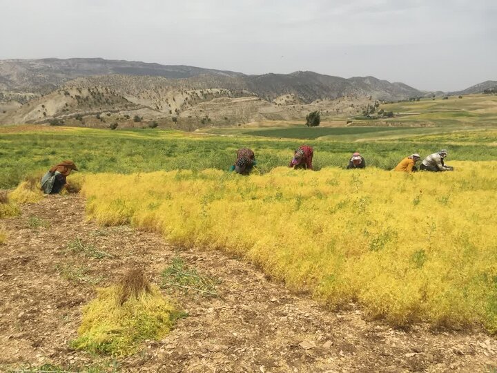 آغاز برداشت عدس از ۴۰۰ هکتار از مزارع ایلام؛ پیش‌بینی تولید ۲۰۰ تن محصول