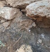بازگشت افعی دم‌عنکبوتی به زیستگاه اصلی/ ۳ قطعه در منطقه حفاظت‌شده کولگ ایلام رهاسازی شد