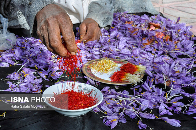 کشف ۳۰۰۰ بسته زعفران تقلبی در شاهین‌شهر