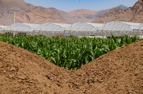 توسعه کشاورزی در روستای مبارکه اصفهان