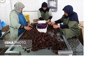 طرح اشتغال در سه فاز توسط جهاد دانشگاهی اجرا می‌شود