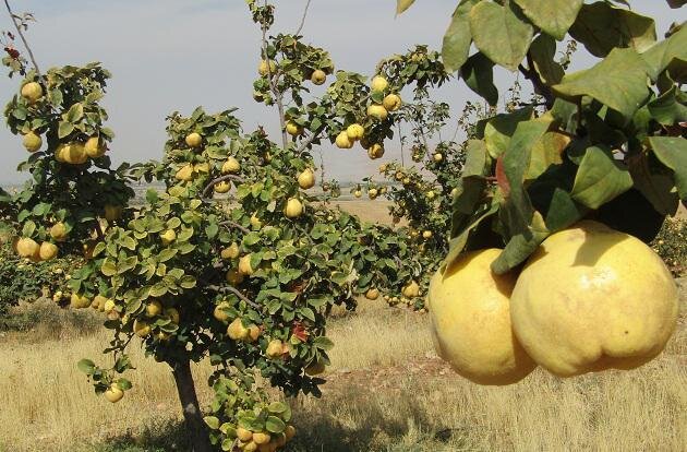 افزایش ۱۵ درصدی برداشت بِه در نطنز