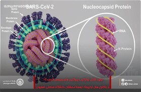 تولید شکل نوترکیب پروتئین های ویروس کرونا 