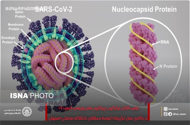 تولید شکل نوترکیب پروتئین های ویروس کرونا 