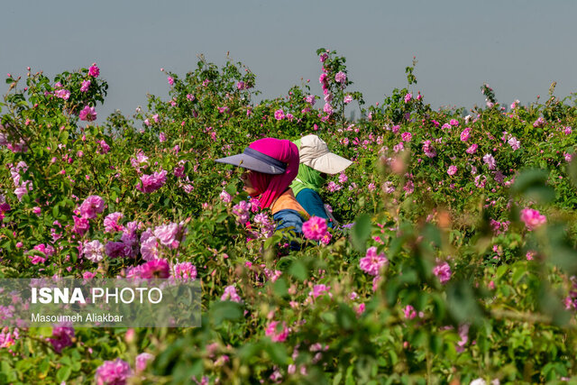 تحقق گردشگری کشاورزی از مسیر مولدسازی روستاهای همدان